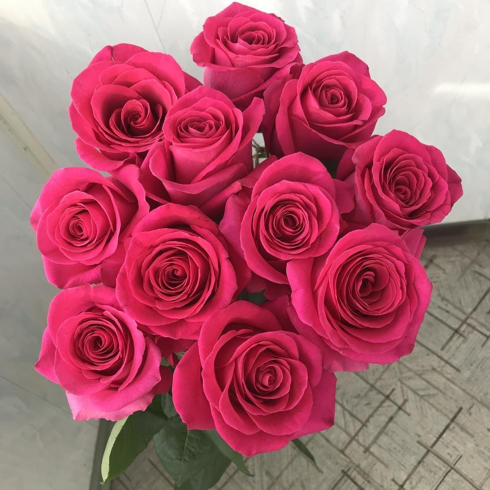 11 малиновых роз эквадор